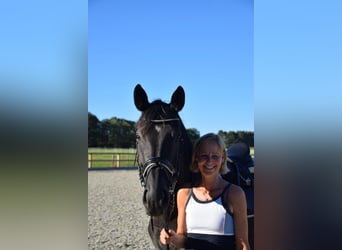 Oldenburger, Merrie, 15 Jaar, 174 cm, Zwart