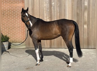 Oldenburger, Merrie, 16 Jaar, 156 cm, Bruin