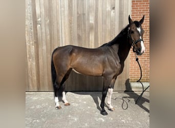 Oldenburger, Merrie, 16 Jaar, 156 cm, Bruin