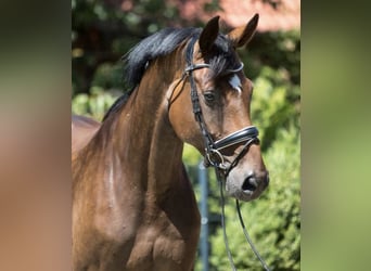 Oldenburger, Merrie, 16 Jaar, 168 cm, Bruin