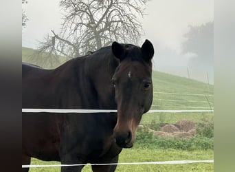 Oldenburger, Merrie, 16 Jaar, 168 cm, Donkerbruin