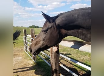 Oldenburger, Merrie, 16 Jaar, 168 cm, Zwartbruin
