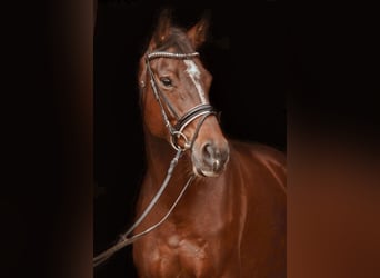 Oldenburger, Merrie, 16 Jaar, 169 cm, Bruin