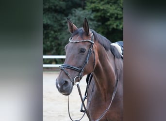 Oldenburger, Merrie, 16 Jaar, 170 cm, Bruin