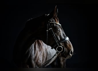 Oldenburger, Merrie, 16 Jaar, 172 cm, Donkerbruin