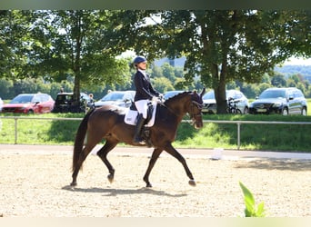 Oldenburger, Merrie, 16 Jaar, 172 cm, Donkerbruin