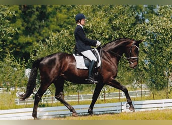 Oldenburger, Merrie, 16 Jaar, 173 cm, Zwartbruin