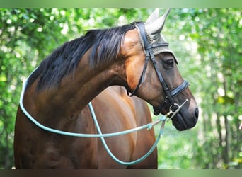 Oldenburger, Merrie, 17 Jaar, 157 cm, Bruin