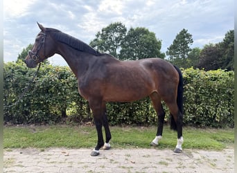 Oldenburger, Merrie, 17 Jaar, 162 cm, Bruin