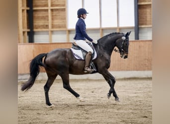 Oldenburger, Merrie, 17 Jaar, 165 cm, Donkerbruin