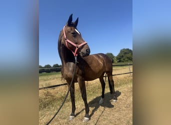 Oldenburger, Merrie, 17 Jaar, 166 cm, Bruin