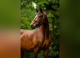 Oldenburger, Merrie, 17 Jaar, 168 cm, Donkerbruin