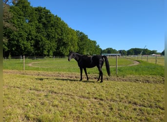Oldenburger, Merrie, 17 Jaar, 168 cm, Zwart
