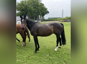 Oldenburger, Merrie, 17 Jaar, 169 cm, Donkerbruin