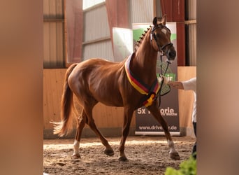 Oldenburger, Merrie, 17 Jaar, 169 cm, Vos