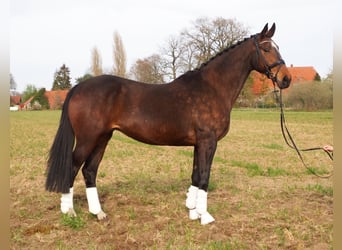 Oldenburger, Merrie, 17 Jaar, 170 cm, Bruin