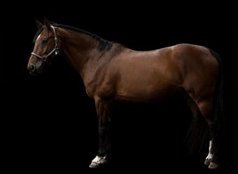 Oldenburger, Merrie, 17 Jaar, 170 cm, Bruin