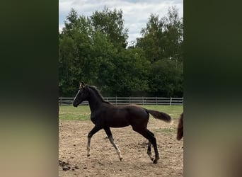 Oldenburger, Merrie, 17 Jaar, 171 cm, Zwart