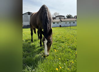 Oldenburger, Merrie, 18 Jaar, 162 cm, Donkerbruin