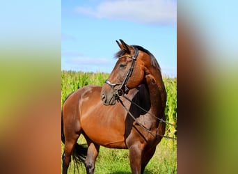 Oldenburger, Merrie, 18 Jaar, 168 cm, Donkerbruin
