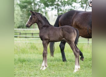 Oldenburger, Merrie, 18 Jaar, 168 cm, Zwartbruin
