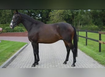 Oldenburger, Merrie, 18 Jaar, 168 cm, Zwartbruin