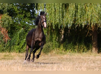 Oldenburger, Merrie, 19 Jaar, 162 cm, Zwartbruin