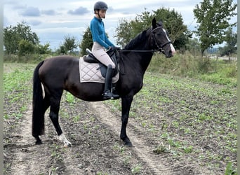 Oldenburger, Merrie, 19 Jaar, 162 cm, Zwartbruin