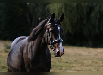 Oldenburger, Merrie, 19 Jaar, 162 cm, Zwartbruin