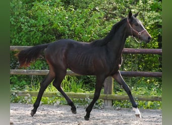 Oldenburger, Merrie, 1 Jaar, 144 cm