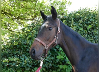 Oldenburger, Merrie, 1 Jaar, 144 cm