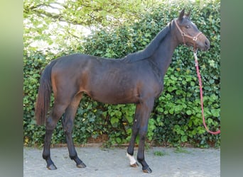 Oldenburger, Merrie, 1 Jaar, 144 cm