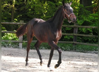 Oldenburger, Merrie, 1 Jaar, 144 cm