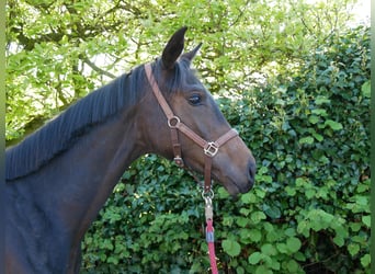 Oldenburger, Merrie, 1 Jaar, 144 cm