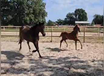 Oldenburger, Merrie, 1 Jaar, 154 cm, Vos
