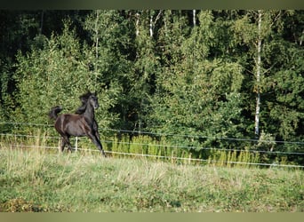 Oldenburger, Merrie, 1 Jaar, 155 cm, Schimmel