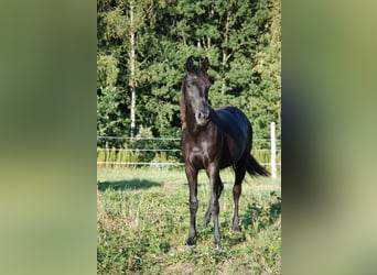 Oldenburger, Merrie, 1 Jaar, 155 cm, Schimmel