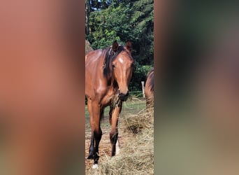 Oldenburger, Merrie, 1 Jaar, 166 cm, Bruin