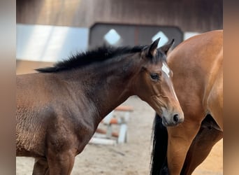 Oldenburger, Merrie, 1 Jaar, 167 cm, Bruin