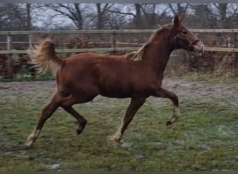 Oldenburger, Merrie, 1 Jaar, 167 cm