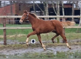 Oldenburger, Merrie, 1 Jaar, 167 cm