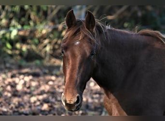 Oldenburger, Merrie, 1 Jaar, 167 cm