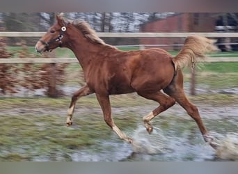 Oldenburger, Merrie, 1 Jaar, 167 cm