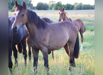 Oldenburger, Merrie, 1 Jaar, 168 cm, Bruin