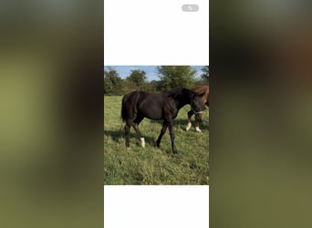 Oldenburger, Merrie, 1 Jaar, 168 cm, Bruin