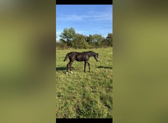 Oldenburger, Merrie, 1 Jaar, 168 cm, Bruin
