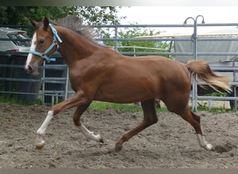 Oldenburger, Merrie, 1 Jaar, 168 cm, Donkere-vos