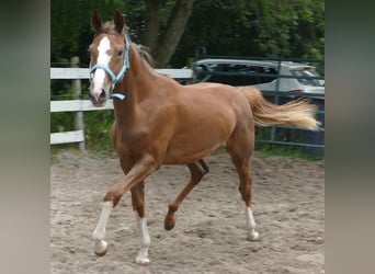 Oldenburger, Merrie, 1 Jaar, 168 cm, Donkere-vos