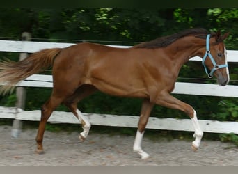 Oldenburger, Merrie, 1 Jaar, 168 cm, Donkere-vos