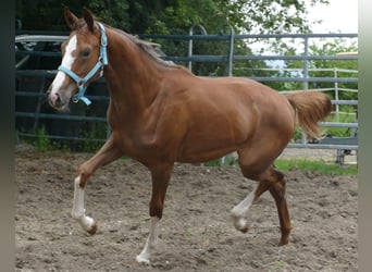 Oldenburger, Merrie, 1 Jaar, 168 cm, Donkere-vos